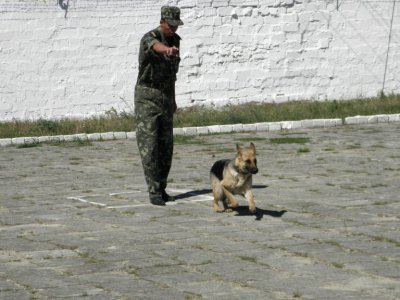 На Буковині визначили кращих охоронців-кінологів