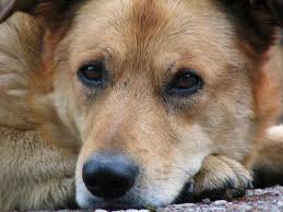 У Чернівцях відловили 178 бездомних собак