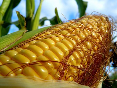 Українські аграрії планують експортувати понад 12 мільйонів тонн кукурудзи