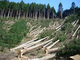 Буковинського школяра вбило колодами на лісозаготівлі