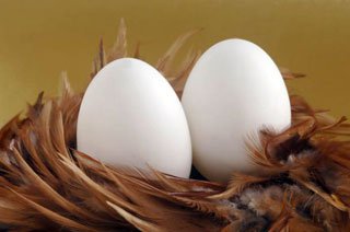 В Україні збільшилося виробництво яєць
