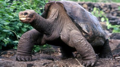 Вчені хочуть повернути голапагоських черепах до життя