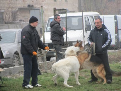 В обласних змаганнях собак перемогла міттельшнауцер Бася