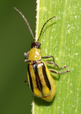 На Буковині виявили жука, який нищить кукурудзу