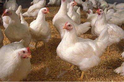 Україна зможе нагодувати Європу курятиною та яйцями