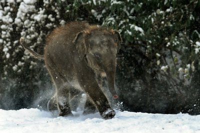 У Сибіру слонів напоїли горілкою, щоб не замерзли