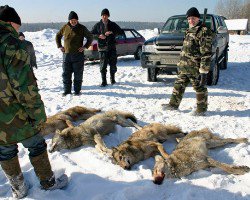 В Якутії оголошено надзвичайний стан через вовків