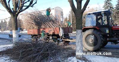 У Чернівцях дві тисячі дерев обріжуть, півтисячі – спиляють