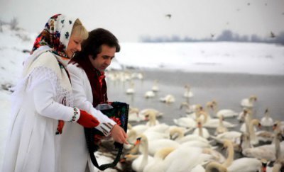 Лебедям у Чорториї допомагають виживати місцеві мешканці та туристи