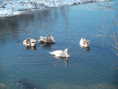 На Буковині у селі Зелений Гай поселилися лебеді