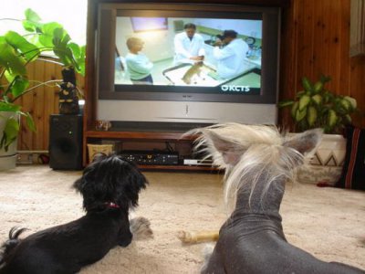У собак з'явився свій телевізійний канал