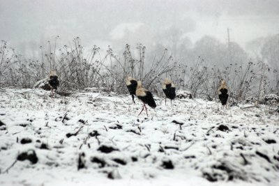 На засніженій Буковині лелеки потребують порятунку