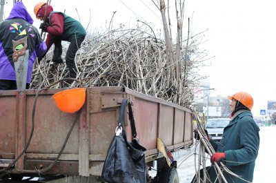 У Чернівцях обрізають дерева жінки — чоловіки не хочуть