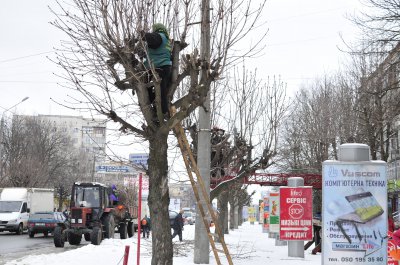 У Чернівцях обрізають дерева жінки — чоловіки не хочуть