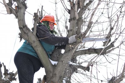 У Чернівцях обрізають дерева жінки — чоловіки не хочуть