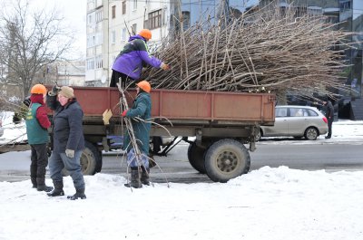 У Чернівцях обрізають дерева жінки — чоловіки не хочуть