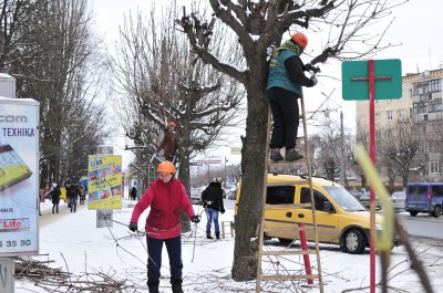 У Чернівцях обрізають дерева жінки — чоловіки не хочуть