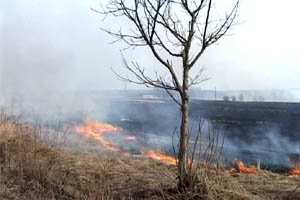 Біля Чернівців горіли півтора гектара сухої трави