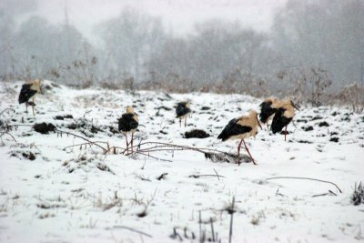 Буковинка врятувала кількох лелек та вигодувала лисеня