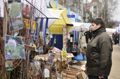 У Чернівцях на ярмарку продають плакучу шовковицю і деревоподібний агрус