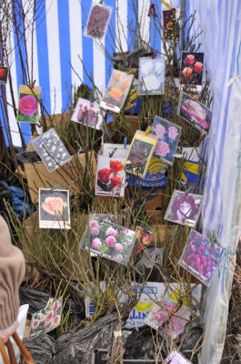 У Чернівцях на ярмарку продають плакучу шовковицю і деревоподібний агрус