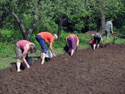 Саджати уже можна все, крім квасолі, сої та огірків