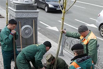 Київська влада визнала факт шахрайства з каштанами на Хрещатику