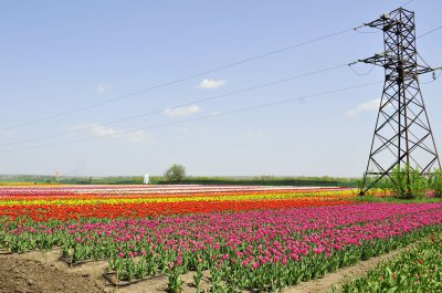 Біля Чернівців розцвіло тюльпанове поле