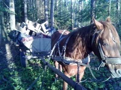 На Буковині контрабандисти перевозять цигарки возами