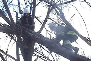 У Кіцмані буревій пошкодив дахи і повалив дерева