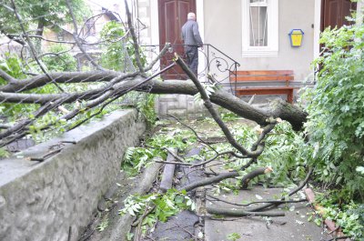 У центрі Чернівців аварійне дерево перекрило доступ до квартир