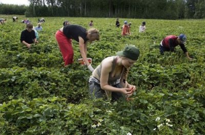 На заробітки – збирати ягоди  й пакувати салати