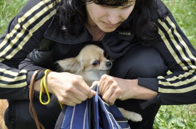 У Чернівцях на виставці собак - китайські хохлаті та бішон фрізе