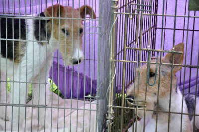У Чернівцях на виставці собак - китайські хохлаті та бішон фрізе