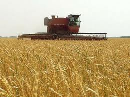 У розпал жнив українська пшениця катастрофічно подешевшала