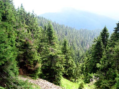 На Буковині працівники лісництва вкрали дерев на півмільйона грн.