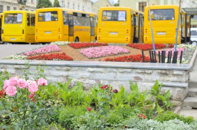 На площах у Чернівцях висадять тюльпани і хризантеми