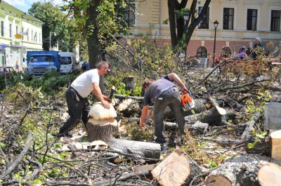 У Чернівцях зі зрізаних дерев роблять пеньки-гриби