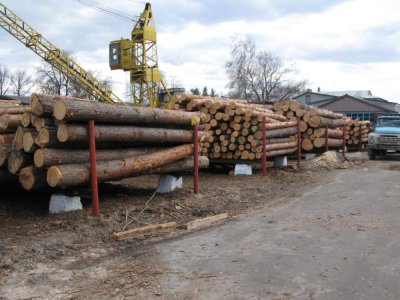 З Буковини вивезли лісу на 6 мільйонів доларів