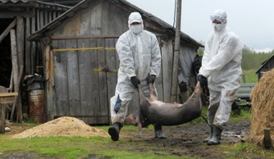 На кордоні з Україною виявили спалах африканської чуми свиней