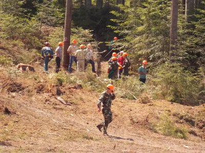 На Буковині звалювали дерева, щоб заробити 14 тисяч гривень