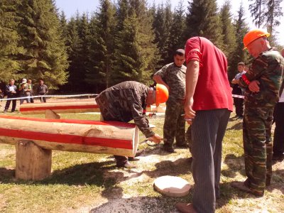 На Буковині звалювали дерева, щоб заробити 14 тисяч гривень