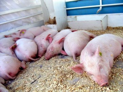 Поблизу кордону України зафіксовано спалах африканської чуми свиней