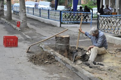 У центрі Чернівців заради будівництва зрізали п’ять дерев