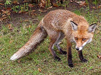 На Буковині вбили понад тисячу лисиць