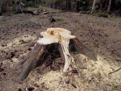 На Буковині незаконно вирубали лісу на 100 тисяч