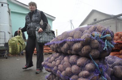 Великий урожай бульби зник – є лише високі ціни