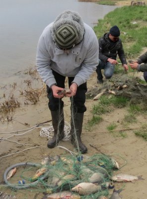 На Дністрі - узаконене браконьєрство