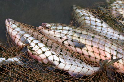 Рибіспекція провела рейд на Дністрі — знайшли 7 сіток і 100 кг риби