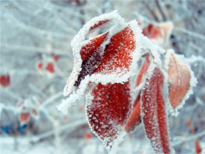 На Буковині температура "стрибатиме" вище і нижче нуля